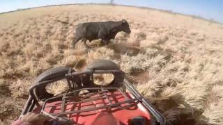 Mustering Cleanskins  Kimberlys Western Australia [upl. by Luemas110]