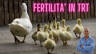 Mantenere la fertilità durante luso di testosterone in TRT Fertility in TRT [upl. by Linnell]