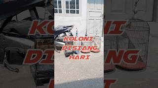 Koloni di siang hari reels reel reelsvideo plecimaniaindonesia [upl. by Ydnem747]