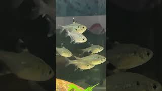 XRay tetra amp Corydoras 🐟 aquarium aquascape amazon tetrafish corydoras [upl. by Gesner]