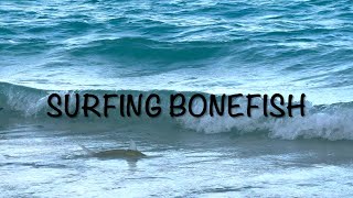 Fly fishing for surfing bonefish [upl. by Noyad378]