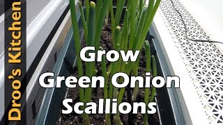 How to Grow Green OnionsScallions [upl. by Reinnej386]