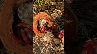 Coconut FILLED with crabs What’s going on nature hermitcrab beach [upl. by Flessel]