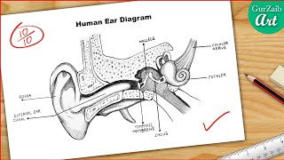 Ear Diagram drawing CBSE  easy way  Draw Human Ear anatomy  Step by step for beginners [upl. by Kopaz]