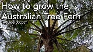 How to Grow the Australian Tree Fern  Cyathea cooperi [upl. by Longawa]