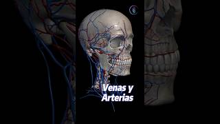 Conoce la importancia de las venas y arterias del cráneo anatomia [upl. by Narret]