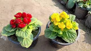 Lady purse calceolaria plant care tips  a unique winter flower by Cocos Garden [upl. by Ahs428]