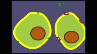 ENDOCRINE SYSTEM HORMONES AND TARGET CELLS [upl. by Jb310]