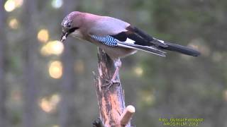 NÖTSKRIKA Eurasian Jay Garrulus glandarius Klipp  905 20 [upl. by Bencion]