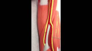 Brachial Plexus Anatomy on Model [upl. by Aikemit476]