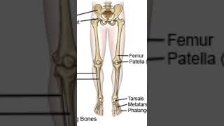 fracture lower limb orthopedics neetpreparation [upl. by Assile]