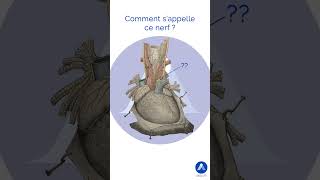 Coeur humain quiz de la Minute Anat dAKIVI shorts anatomie [upl. by Audi]