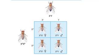 SexLinked Traits How are eye colors inherited in fruit flies [upl. by Inan]