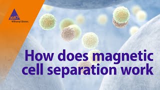 How does magnetic cell separation work [upl. by Ahsiret]