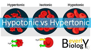 Hypotonic vs Hypertonic Solutions [upl. by Bosch927]