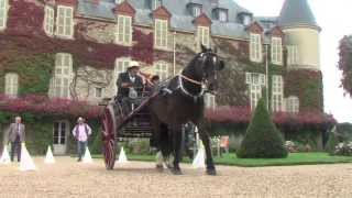 Concours international dattelage de tradition [upl. by Lawley]