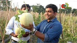 Rock melon রক মেলন সফল বানিজ্যিক চাষ বাংলাদেশে [upl. by Iderf]