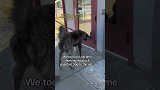 Our livestock guardian dogs heads to the veterinarian [upl. by Sesylu]