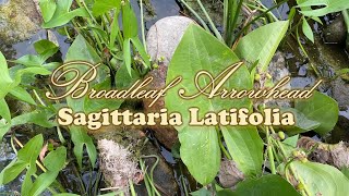 Hunting for Pond Plants in Nature  Broadleaf Arrowhead Sagittaria Latifolia [upl. by Ahsatel]