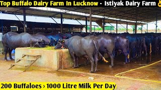 Top Buffalo Dairy Farm In Lucknow UP Istiyak Dairy Farm 200 Buffaloes  1000 Litre Milk Per Day 👌 [upl. by Aloiv720]