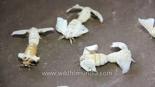 How silk is made  Bombyx Mori Silk worm farming in Mizoram India [upl. by Emmons]