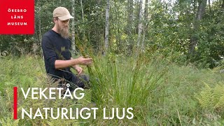 Veketåg – naturligt ljus [upl. by Cirad]