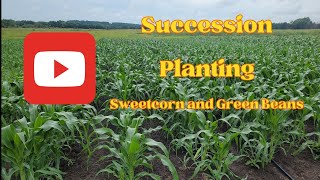 Succession Planting Sweetcorn And Green Beans [upl. by Leif]