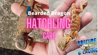 Hatchling Bearded Dragon Care [upl. by Enyawud392]