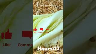 Mealworms Vs Lettuce mealworms timelapse fruitinsectfood mealwormstimelapse satisfyingshorts [upl. by Nwahsal]