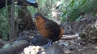 Darkbacked WoodQuails at Un poco del Chocó [upl. by Ford229]