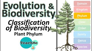 53  Classification Of Biodiversity  Plant Phylum  IB Biology  TeachMe [upl. by Anaed9]