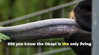 MindBlowing Facts About Okapis You Didnt Know 🦒🦒🦒okapi animalfacts wildlife nature [upl. by Solegna429]