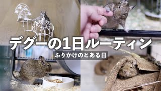 【完全密着】デグーdegu の1日ルーティン〜ふりかけのとある日〜（1 Day Routine [upl. by Gerhardine]