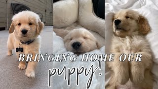 BRINGING HOME OUR GOLDEN RETRIEVER PUPPY [upl. by Annalise]