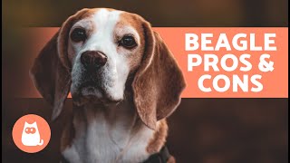 BENEFITS of Adopting a BEAGLE🐶✅ Top 7 ADVANTAGES [upl. by Lahey]