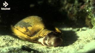 Epaulette shark [upl. by Ysteb]