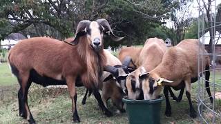 American Blackbelly Sheep eating [upl. by Egor]