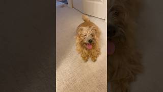 Norfolk terrier joyful [upl. by Ennoira]