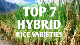 Top 7 hybrid rice variety in the Philippines  hybrid rice seeds  rice farming in the Philippines [upl. by Nivled680]