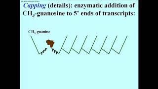 198 mRNA 5 Capping and 3 Polyadenyation [upl. by Suzette]