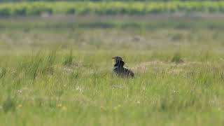 outarde canepetiere chant male philippe lavaux [upl. by Prissy]