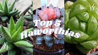 🪴Top 5 Haworthias 🪴🌵 Most beautiful succulents🌹 [upl. by Alema634]