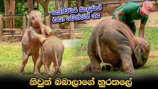 නිවුන් බබාලගේ හුරතලේ  Cute Twins Baby Elephant  Pinnawala  Srilanka [upl. by Mehalek202]