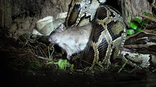 Rat Stalks Python Nest 03 Footage [upl. by Edvard536]