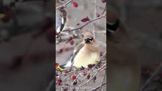 Cedar Waxwing Calls And Other Backyard Bird Calls In this Nature Video With Original Sounds shorts [upl. by Kerad]