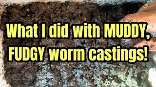 What I did with MUDDY FUDGY worm castings [upl. by Sauncho881]