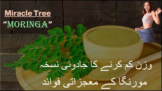 Moringa Benefits  Weight Loss  use of moringa  Super Natural Food  The Miracle tree  Leave [upl. by Navillus]