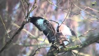 20120325 parende buizerds 1080 HD natuurkanaal [upl. by Cutter696]