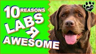 Top 10 Reasons Why the Labradors Are Awesome  Dogs 101 [upl. by Ttoile]