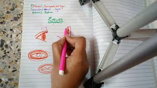 Temporomandibular Joint TMJ Ligaments  Anatomy amp Functions [upl. by Woody]